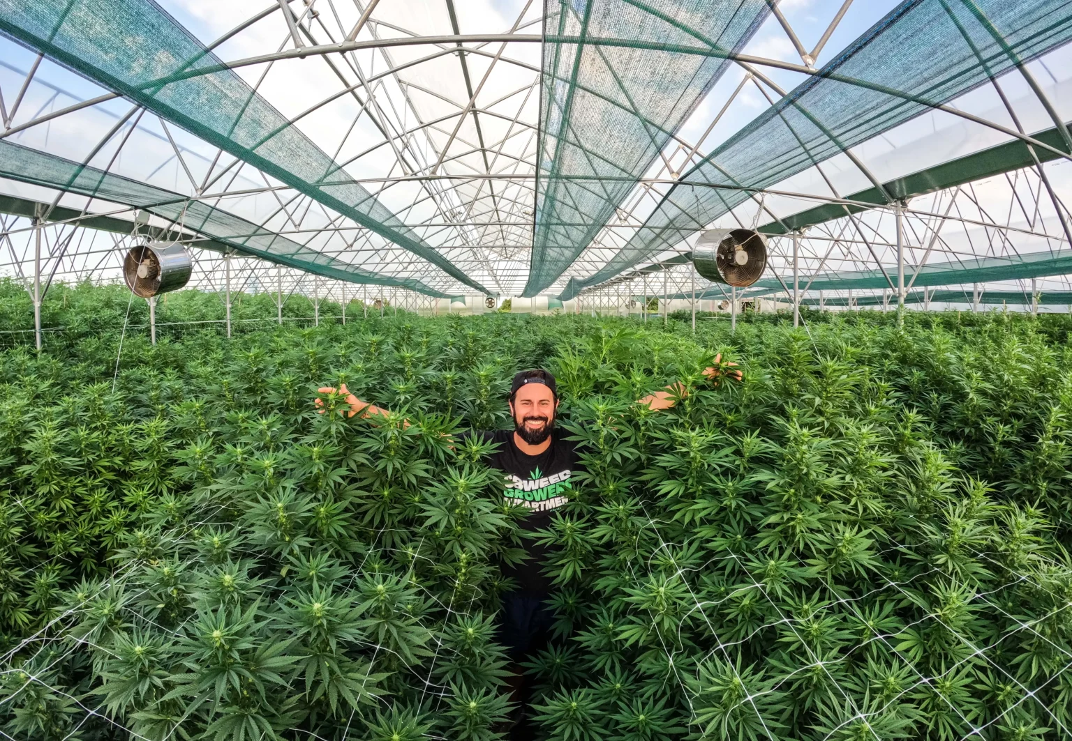 cbweed