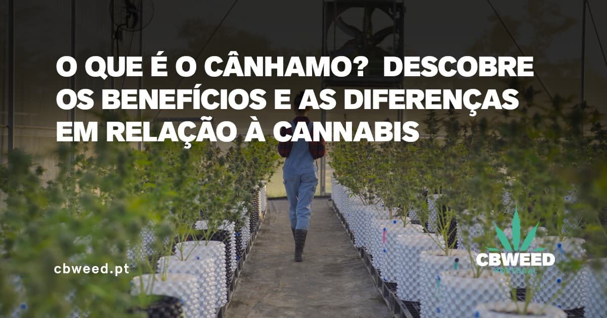 cânhamo