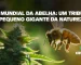 Dia Mundial da Abelha